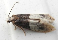 Trichophaga tapetzella by (c) katunchik, some rights reserved (CC BY), uploaded by katunchik. Used under a CC-BY license.