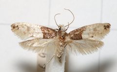Trichophaga tapetzella by (c) portioid, some rights reserved (CC BY), uploaded by portioid. Used under a CC-BY license.