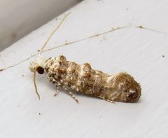 Xylesthia pruniramiella by (c) Nick Block, some rights reserved (CC BY), uploaded by Nick Block. Used under a CC-BY license.