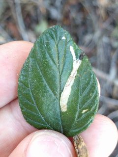 Tischeria by (c) Ken-ichi Ueda, some rights reserved (CC BY), uploaded by Ken-ichi Ueda. Used under a CC-BY license.