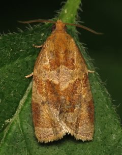 Archips rosana by (c) Nick Block, some rights reserved (CC BY), uploaded by Nick Block. Used under a CC-BY license.