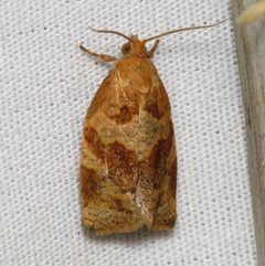 Archips rosana by (c) Nick Block, some rights reserved (CC BY), uploaded by Nick Block. Used under a CC-BY license.
