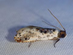 Chlidanotinae by (c) Kai Squires, some rights reserved (CC BY), uploaded by Kai Squires. Used under a CC-BY license.