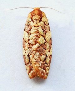 Choristoneura houstonana by (c) jimeckert49, some rights reserved (CC BY). Used under a CC-BY license.
