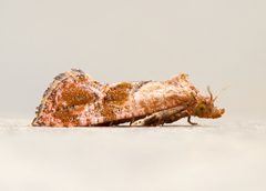 Cochylichroa aurorana by (c) Michael King, some rights reserved (CC BY), uploaded by Michael King. Used under a CC-BY license.