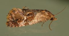 Cochylichroa aurorana by (c) Nick Block, some rights reserved (CC BY), uploaded by Nick Block. Used under a CC-BY license.