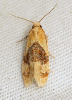 Cochylichroa hospes by (c) Nick Block, some rights reserved (CC BY), uploaded by Nick Block. Used under a CC-BY license.