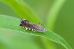 Ephippiphora angleseana by (c) Owen Strickland, some rights reserved (CC BY), uploaded by Owen Strickland. Used under a CC-BY license.