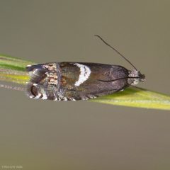 Ephippiphora conversana by (c) Ken-ichi Ueda, some rights reserved (CC BY), uploaded by Ken-ichi Ueda. Used under a CC-BY license.