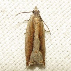 Ancylis goodelliana by (c) Fyn Kynd Photography, some rights reserved (CC BY). Used under a CC-BY license.