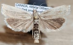 Hystrichophora stygiana by (c) Doug Macaulay, some rights reserved (CC BY), uploaded by Doug Macaulay. Used under a CC-BY license.