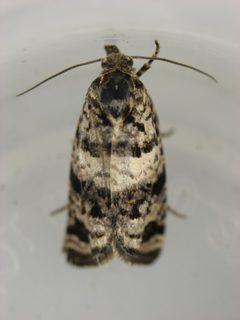 Epiblema iowana by no rights reserved, uploaded by Matt Kenne. Used under a CC0 license.