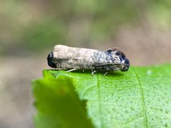 Epiblema obfuscana by (c) Bea Leiderman, some rights reserved (CC BY), uploaded by Bea Leiderman. Used under a CC-BY license.