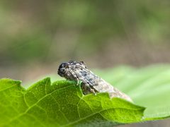 Epiblema obfuscana by (c) Bea Leiderman, some rights reserved (CC BY), uploaded by Bea Leiderman. Used under a CC-BY license.