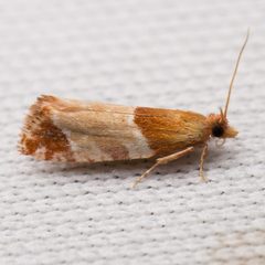 Epinotia castaneana by (c) Ken-ichi Ueda, some rights reserved (CC BY), uploaded by Ken-ichi Ueda. Used under a CC-BY license.
