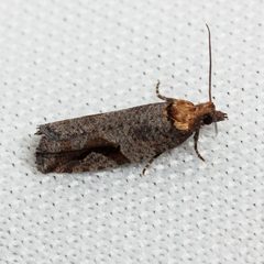 Epinotia by (c) Ken-ichi Ueda, some rights reserved (CC BY), uploaded by Ken-ichi Ueda. Used under a CC-BY license.