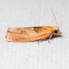 Epinotia johnsonana by (c) Ken-ichi Ueda, some rights reserved (CC BY), uploaded by Ken-ichi Ueda. Used under a CC-BY license.