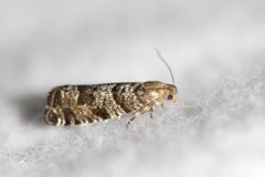Epinotia nanana by (c) Owen Strickland, some rights reserved (CC BY), uploaded by Owen Strickland. Used under a CC-BY license.