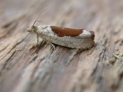 Epinotia solandriana by (c) Donald Hobern, some rights reserved (CC BY). Used under a CC-BY license.