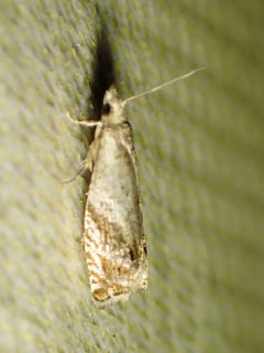 Epinotia solicitana by (c) Louis Imbeau, some rights reserved (CC BY), uploaded by Louis Imbeau. Used under a CC-BY license.