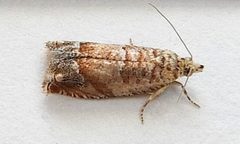 Epinotia terracoctana by (c) jimeckert49, some rights reserved (CC BY). Used under a CC-BY license.