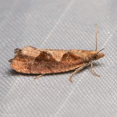 Epinotia vagana by (c) Ken-ichi Ueda, some rights reserved (CC BY), uploaded by Ken-ichi Ueda. Used under a CC-BY license.