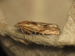 Eucosma cana by (c) Donald Hobern, some rights reserved (CC BY). Used under a CC-BY license.