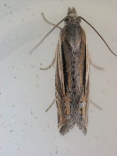 Eucosma dorsiatomana by no rights reserved, uploaded by Matt Kenne. Used under a CC0 license.