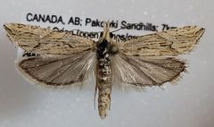 Eucosma montanana by (c) Doug Macaulay, some rights reserved (CC BY), uploaded by Doug Macaulay. Used under a CC-BY license.