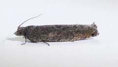 Pseudexentera mali by (c) Susan Blayney, some rights reserved (CC BY), uploaded by Susan Blayney. Used under a CC-BY license.