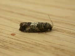 Spilonota by (c) Donald Hobern, some rights reserved (CC BY). Used under a CC-BY license.