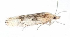 Suleima skinnerana by (c) jimeckert49, some rights reserved (CC BY). Used under a CC-BY license.