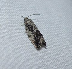 Cydia flexiloqua by (c) christine123, some rights reserved (CC BY), uploaded by christine123. Used under a CC-BY license.