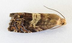 Cydia obnisa by (c) jimeckert49, some rights reserved (CC BY). Used under a CC-BY license.