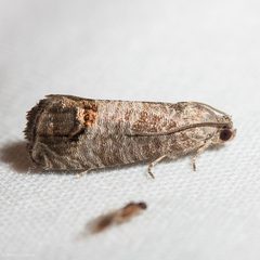 Cydia pomonella by (c) Ken-ichi Ueda, some rights reserved (CC BY), uploaded by Ken-ichi Ueda. Used under a CC-BY license.