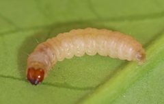 Cydia pomonella by (c) Slimguy, some rights reserved (CC BY). Used under a CC-BY license.