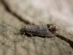 Cydia pomonella by (c) Donald Hobern, some rights reserved (CC BY). Used under a CC-BY license.