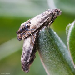 Cydia prosperana by (c) Ken-ichi Ueda, some rights reserved (CC BY). Used under a CC-BY license.