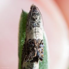 Cydia prosperana by (c) Ken-ichi Ueda, some rights reserved (CC BY). Used under a CC-BY license.