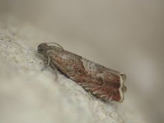 Dichrorampha acuminatana by (c) Donald Hobern, some rights reserved (CC BY). Used under a CC-BY license.