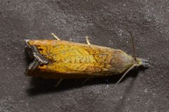 Dichrorampha bittana by (c) Andy Reago & Chrissy McClarren, some rights reserved (CC BY). Used under a CC-BY license.