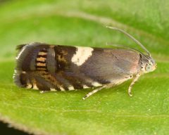 Grapholita fana by (c) skitterbug, some rights reserved (CC BY), uploaded by skitterbug. Used under a CC-BY license.