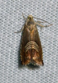 Grapholita tristrigana by (c) Andy Reago & Chrissy McClarren, some rights reserved (CC BY). Used under a CC-BY license.