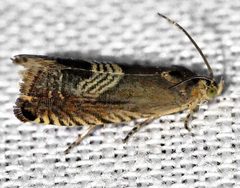 Grapholita tristrigana by (c) Andy Reago & Chrissy McClarren, some rights reserved (CC BY). Used under a CC-BY license.