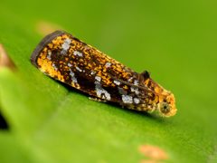 Olethreutes auricapitana by (c) Katja Schulz, some rights reserved (CC BY). Used under a CC-BY license.