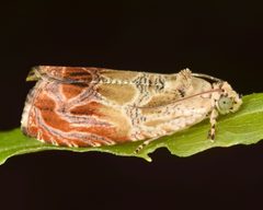 Olethreutes fagigemmeana by (c) skitterbug, some rights reserved (CC BY), uploaded by skitterbug. Used under a CC-BY license.