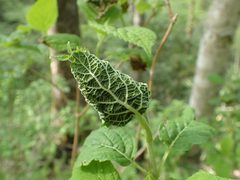 Olethreutes ferriferana by (c) Evan M. Raskin, some rights reserved (CC BY), uploaded by Evan M. Raskin. Used under a CC-BY license.