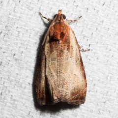 Olethreutes inornatana by (c) Ken-ichi Ueda, some rights reserved (CC BY), uploaded by Ken-ichi Ueda. Used under a CC-BY license.