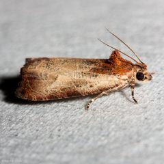 Olethreutes inornatana by (c) Ken-ichi Ueda, some rights reserved (CC BY), uploaded by Ken-ichi Ueda. Used under a CC-BY license.