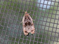 Olethreutes melanomesum by (c) Claire Moxon-Waltz, some rights reserved (CC BY), uploaded by Claire Moxon-Waltz. Used under a CC-BY license.